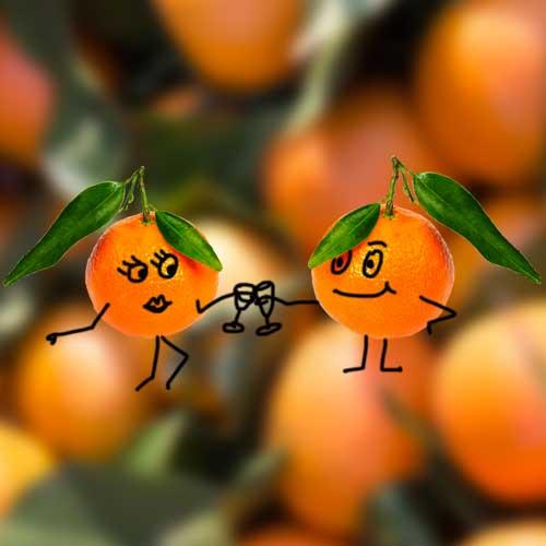 Le fruit du mois de décembre : la clémentine Corse Le fruit du mois de décembre : la clémentine Corse